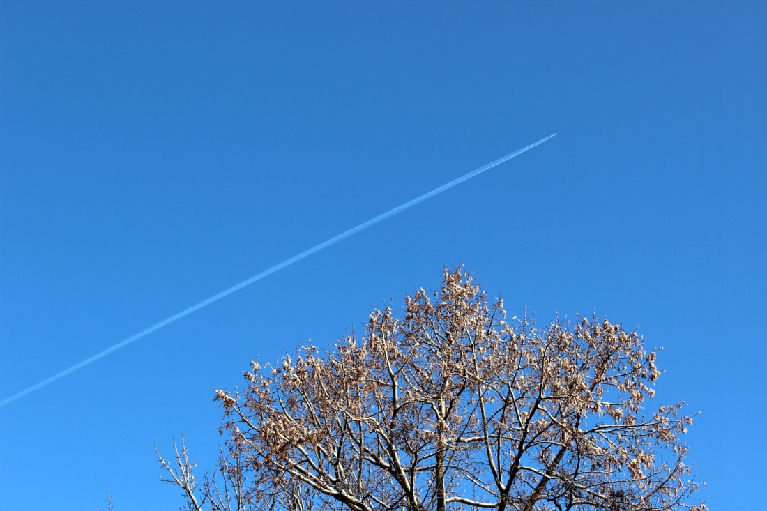Winterkalte Baumspitze, an der, weit weg im Hintergrund, ein Flugzeug vorbeifliegend einen Schweif hinterlässt. Und der Himmel ist so blau und klar!